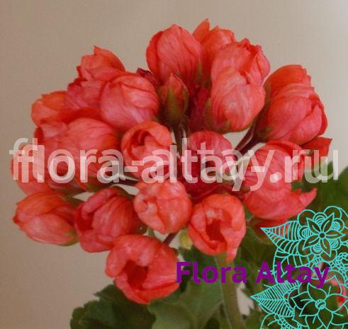 Пеларгония тюльпановидная Red Pandora