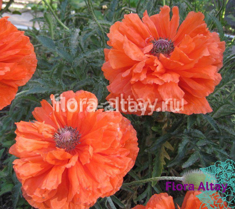 Мак восточный Harvest Moon 1 | Flora Altay