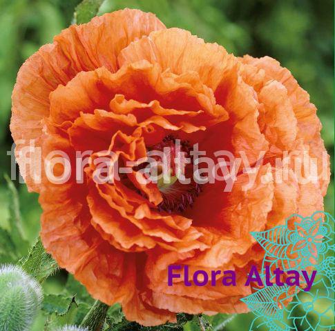 Мак восточный Harvest Moon | Flora Altay
