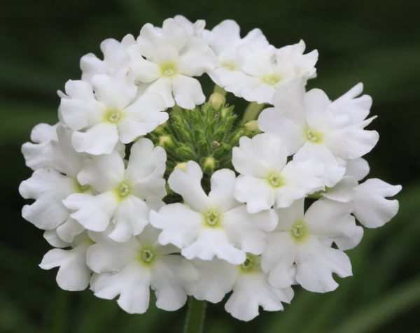 Вербена цветок фото белая