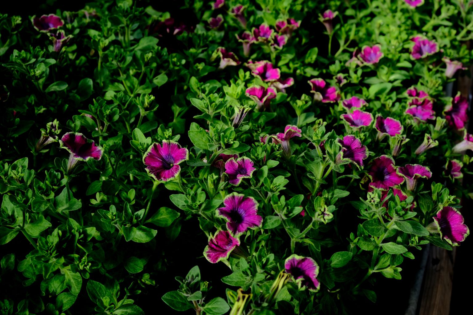 Петуния purple storm фото