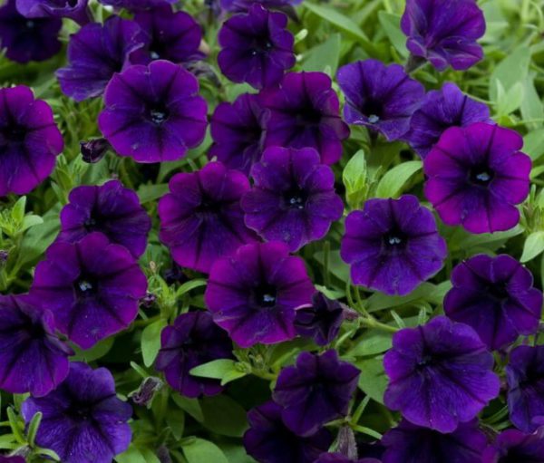 Петуния Petunia Prelude Violet Vein