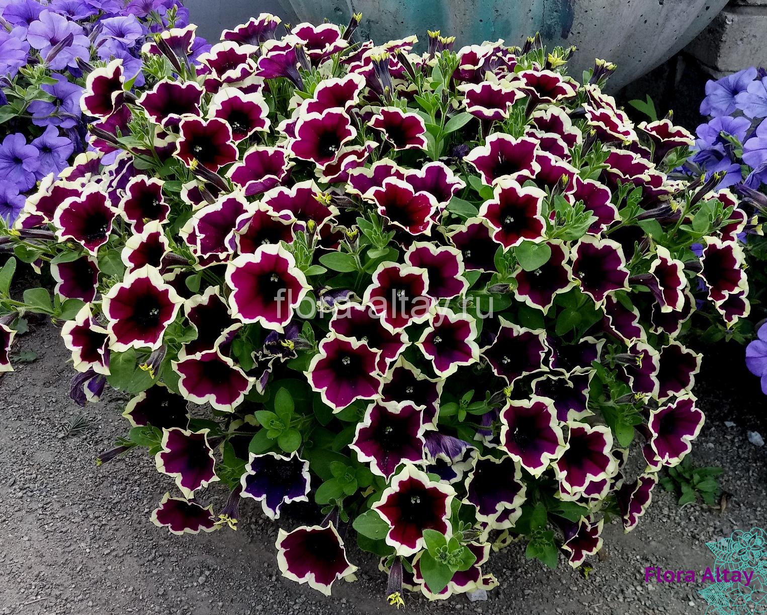 Cascadias bicolor cabernet петуния фото