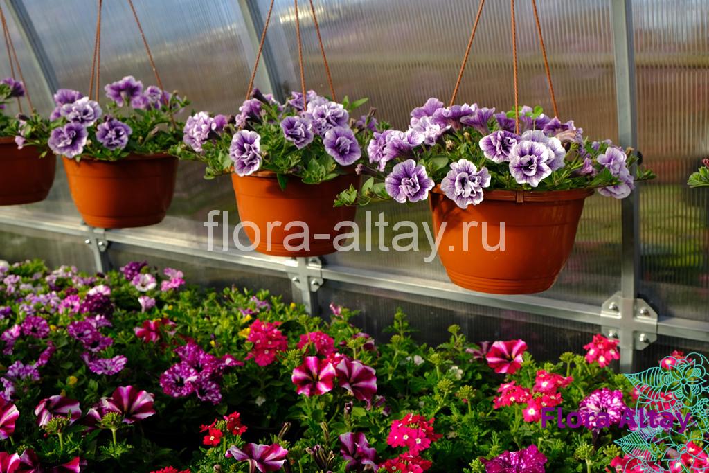 Петуния Tumbelina Priscilla | Flora Altay