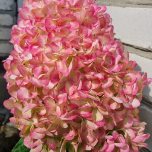 Гортензия метельчатая Pink & Rose